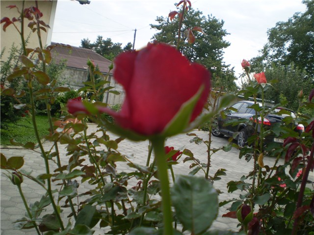 ružica